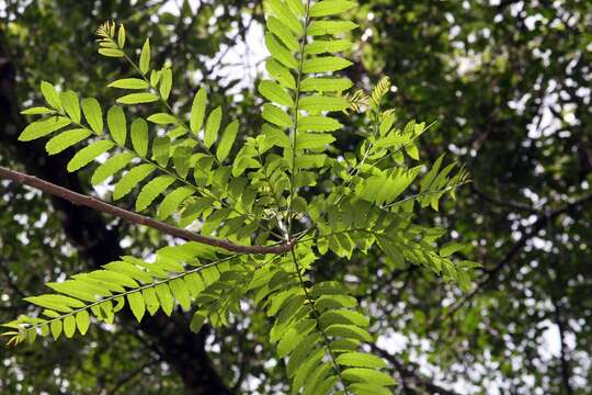 Image of Zanthoxylum rhoifolium Lam.