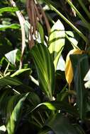 Imagem de Cordyline fruticosa (L.) A. Chev.