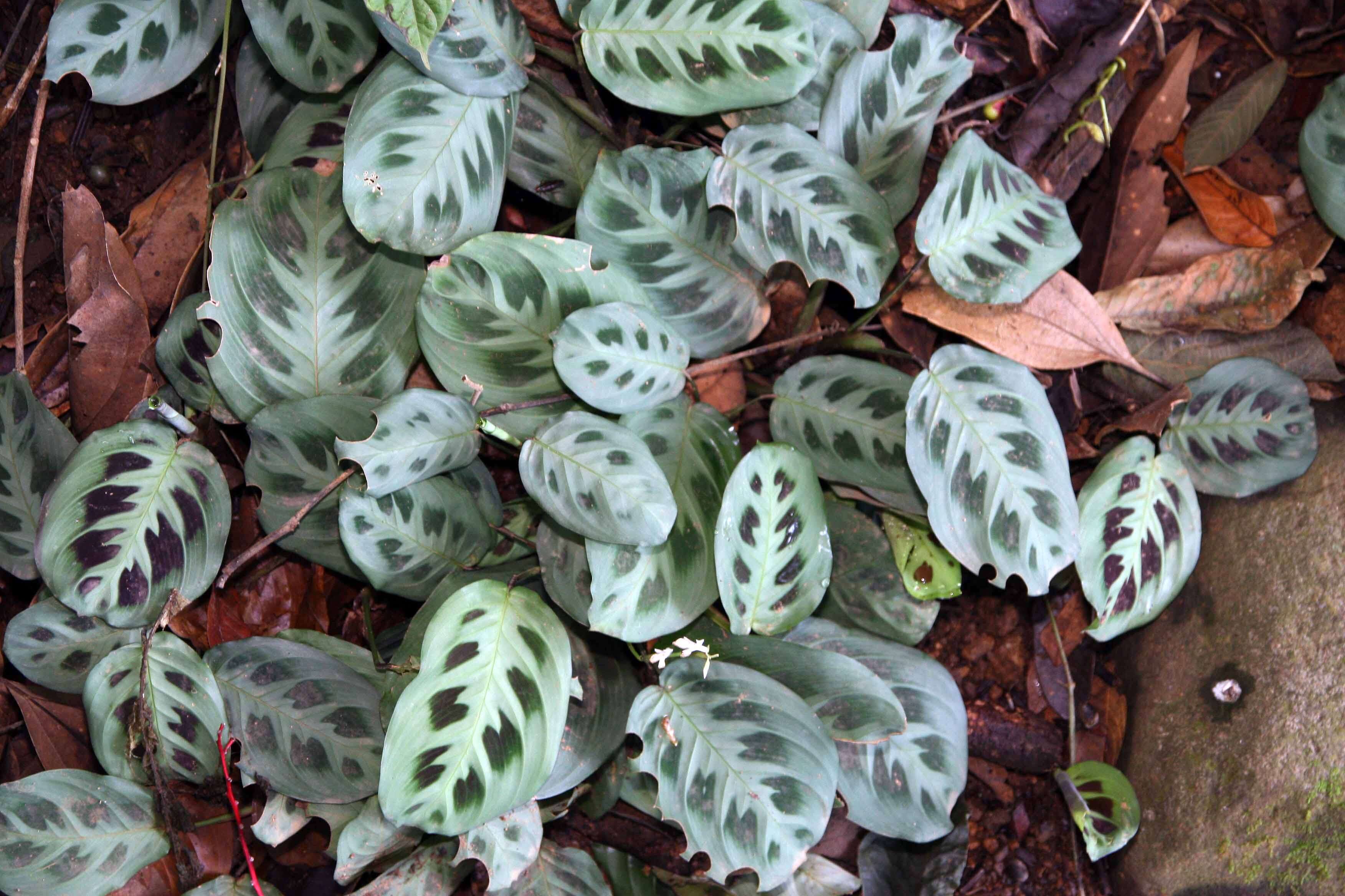 Image of prayerplant