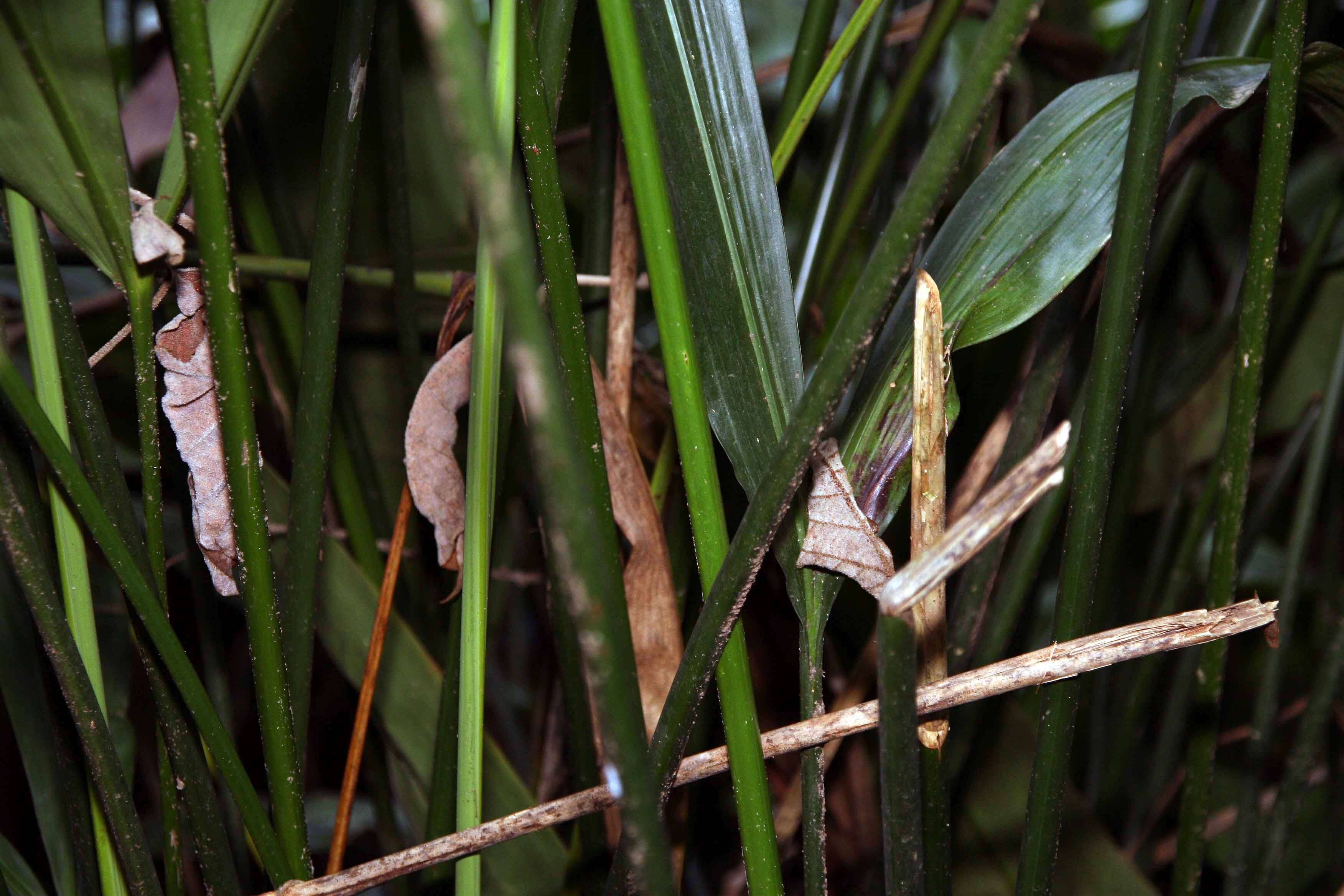 Image of Cyclanthus