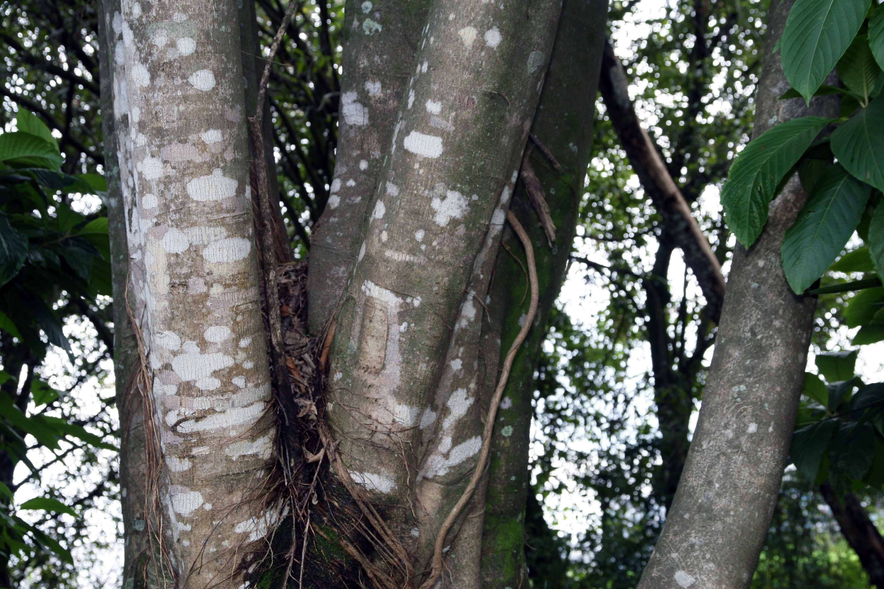 Image of Ficus pertusa L. fil.