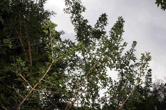 Image of candle tree