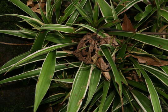 Cryptanthus fosterianus L. B. Sm. resmi