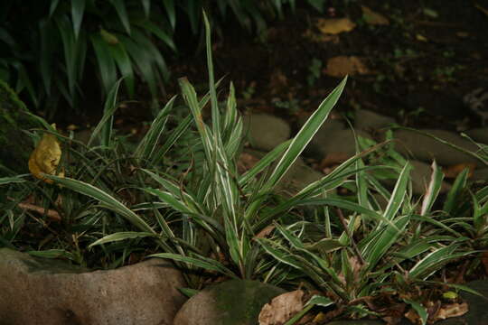 Cryptanthus fosterianus L. B. Sm. resmi