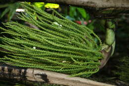 Image of Burmese fishtail palm