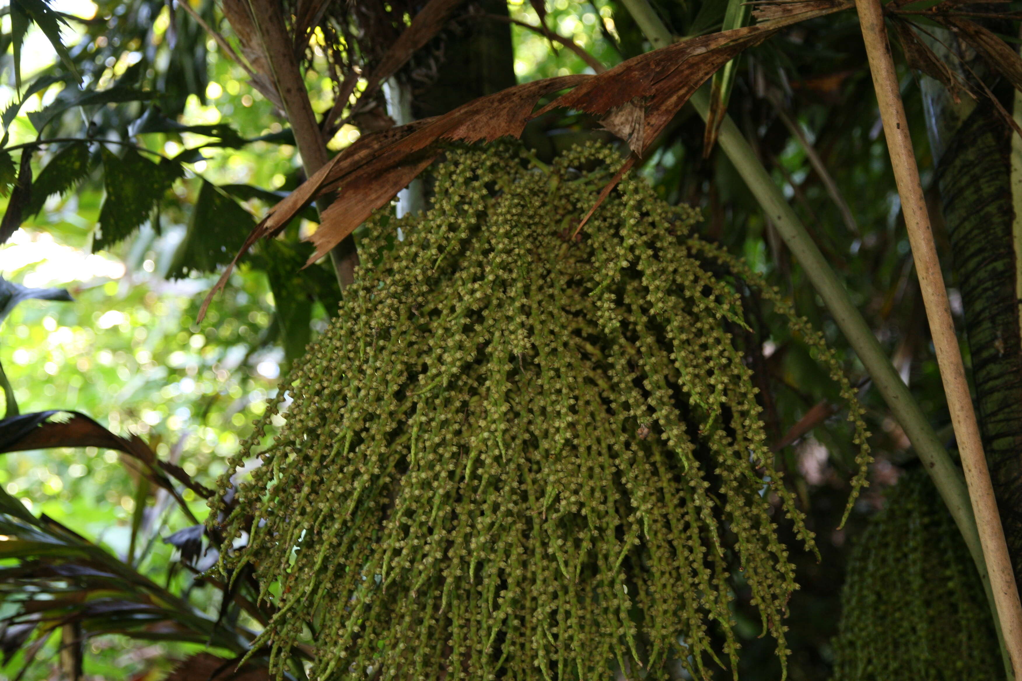 Image of Burmese fishtail palm