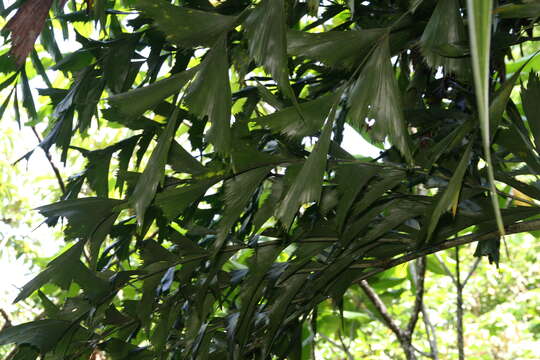 Image of Burmese fishtail palm