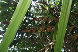 Image of Burmese fishtail palm