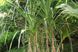 Image of Burmese fishtail palm