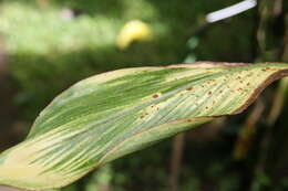 Imagem de Cordyline fruticosa (L.) A. Chev.