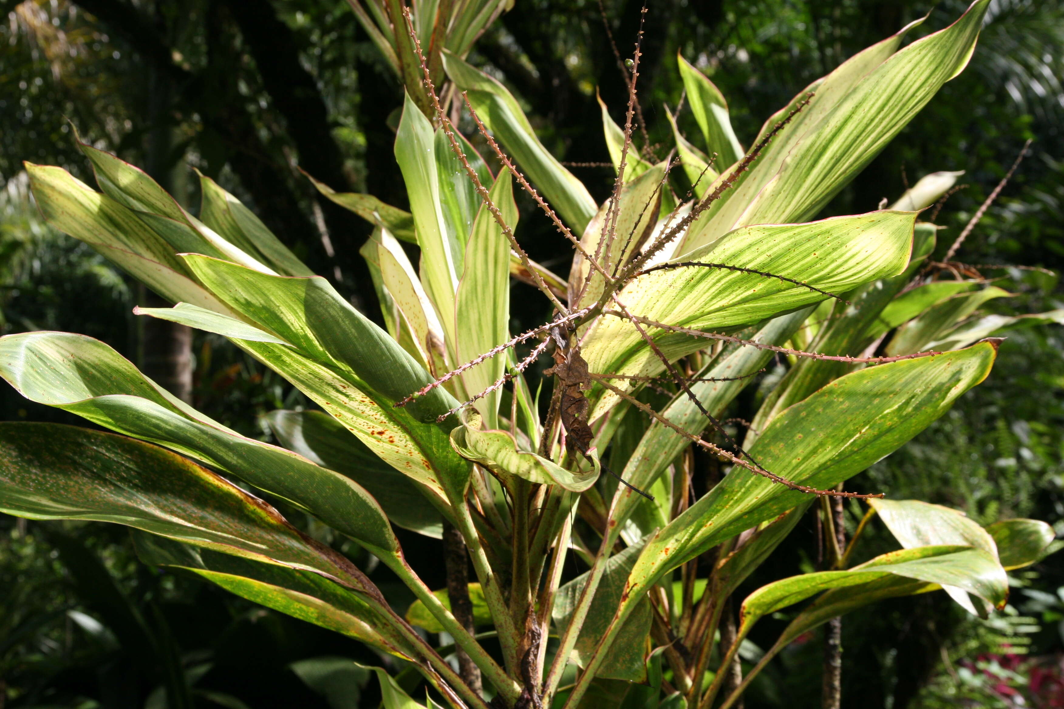 Imagem de Cordyline fruticosa (L.) A. Chev.