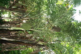 Image of Burmese fishtail palm