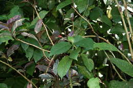 Image de Pseuderanthemum maculatum (Lodd.) I. M. Turner