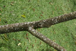 Image of wild tamarind