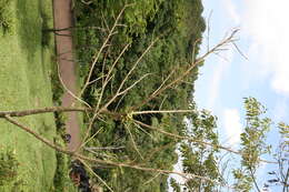 Image of wild tamarind