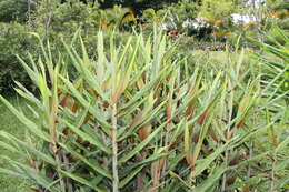 Image of Hedychium coccineum Buch.-Ham. ex Sm.