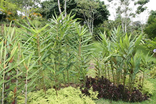 Image of Hedychium coccineum Buch.-Ham. ex Sm.