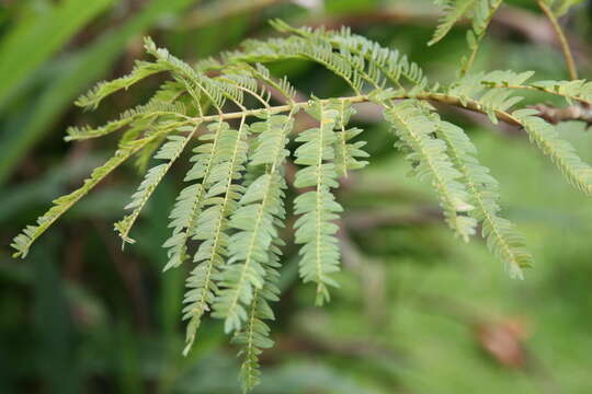 Image of wild tamarind