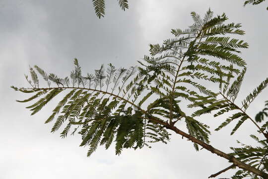 Image of wild tamarind