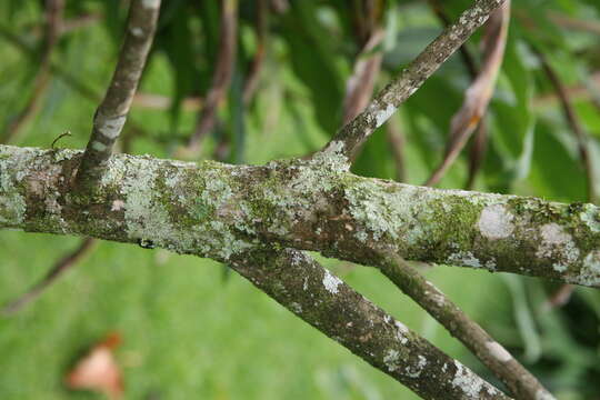 Image of wild tamarind