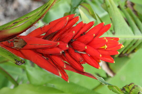 Image of Scarlet Banana