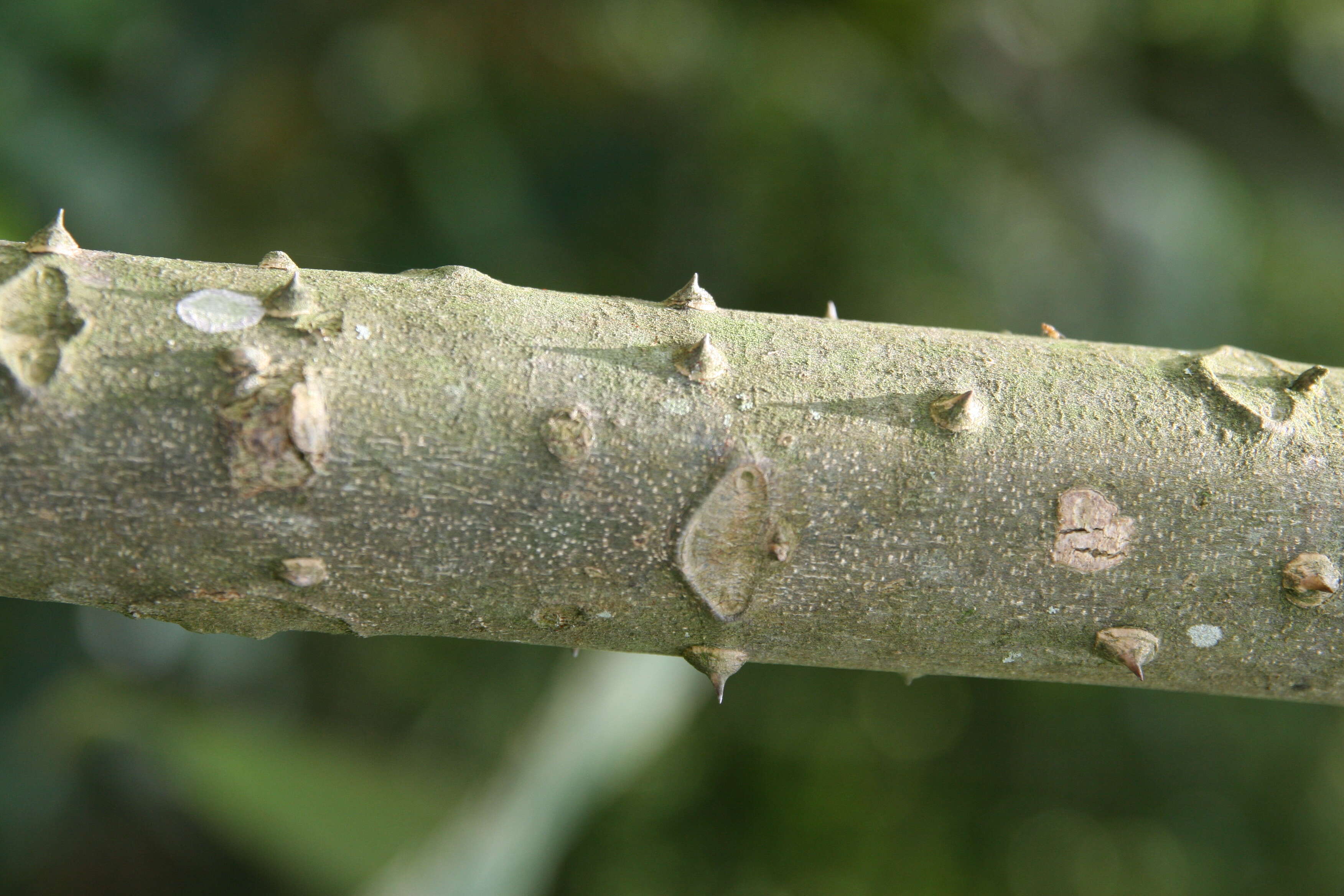 Image of Zanthoxylum rhoifolium Lam.