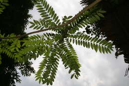 Image of Zanthoxylum rhoifolium Lam.