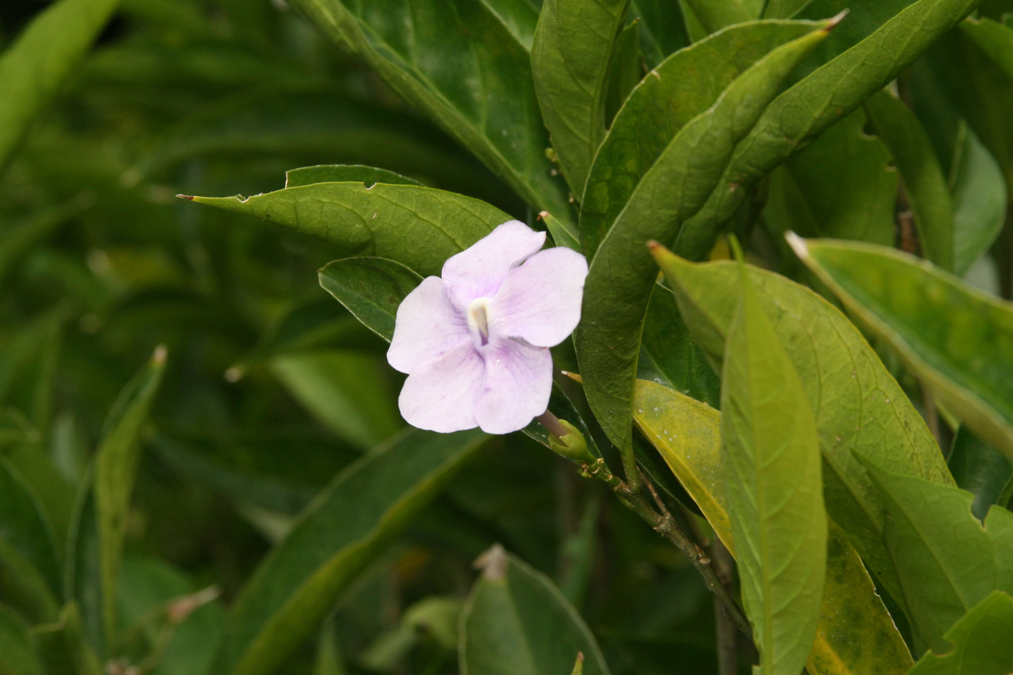 Image of Brazil raintree