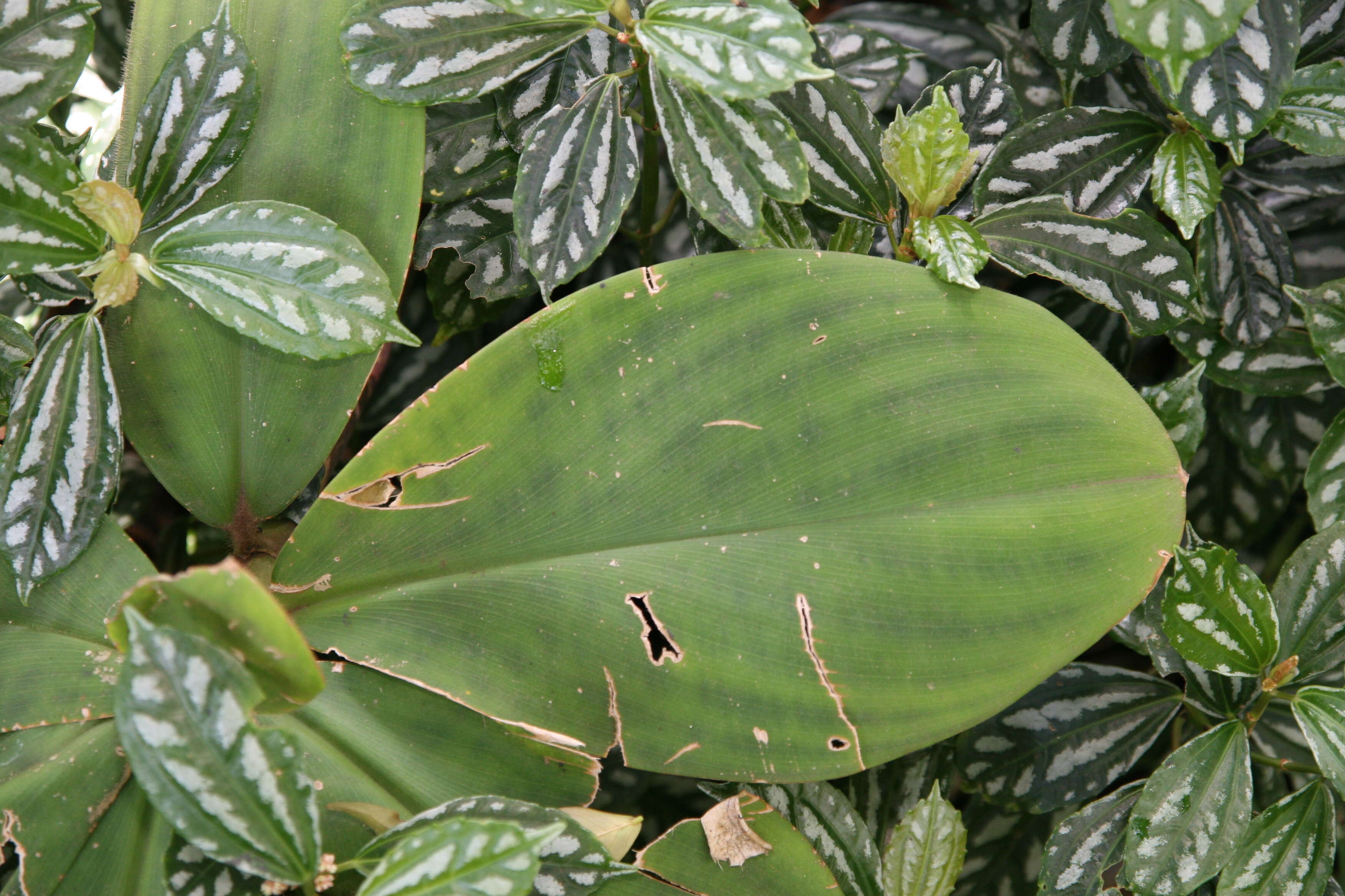 Image of stepladder ginger