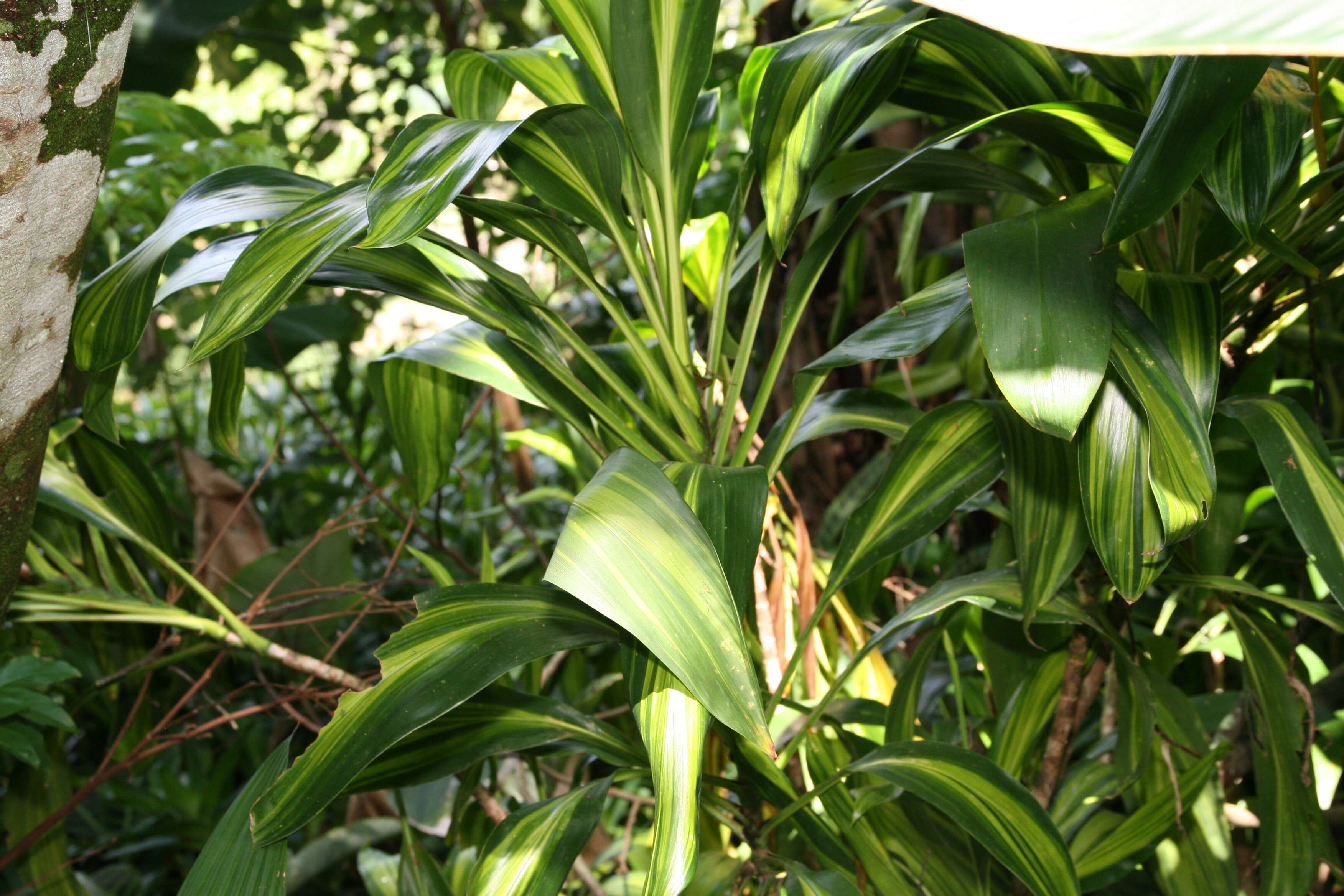 Imagem de Cordyline fruticosa (L.) A. Chev.