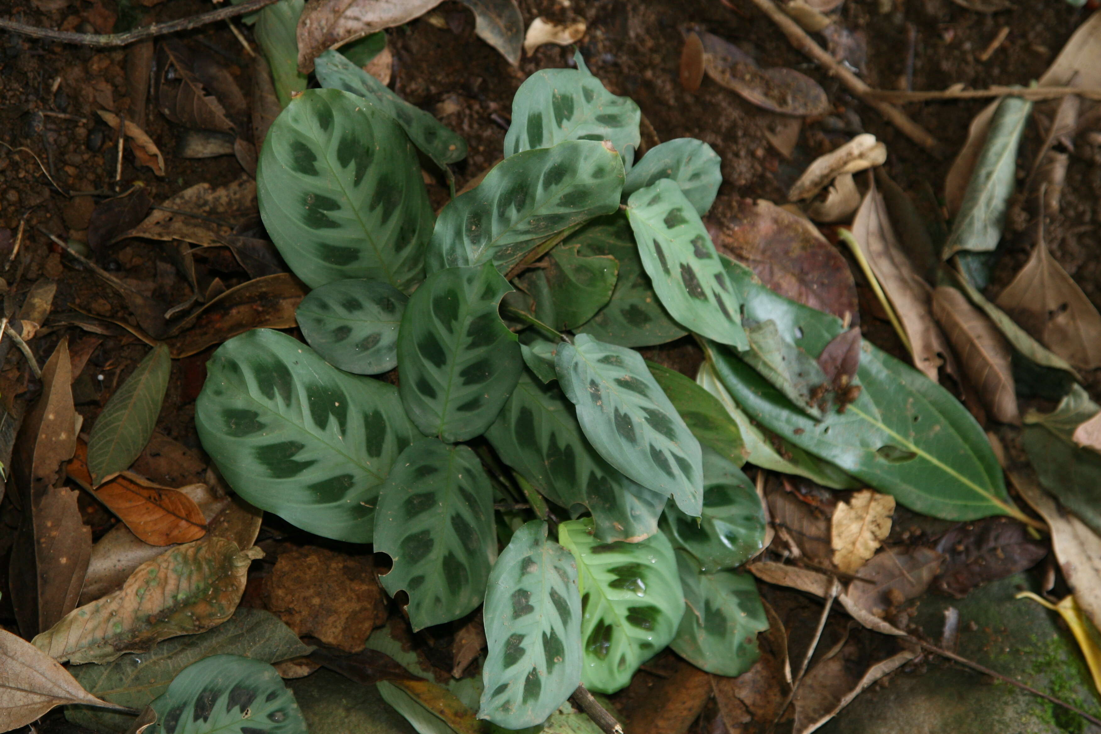 Image of prayerplant