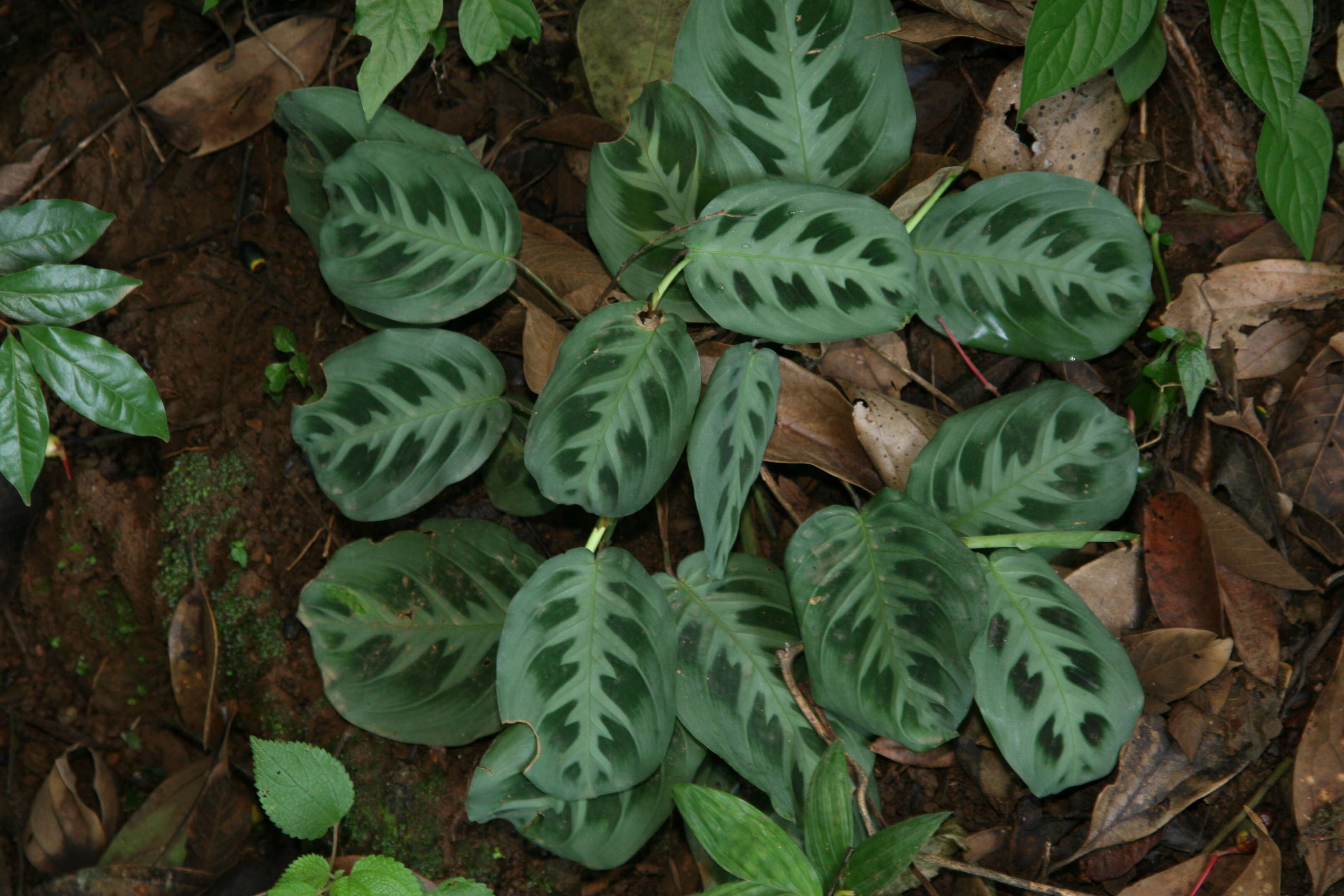 Image of prayerplant