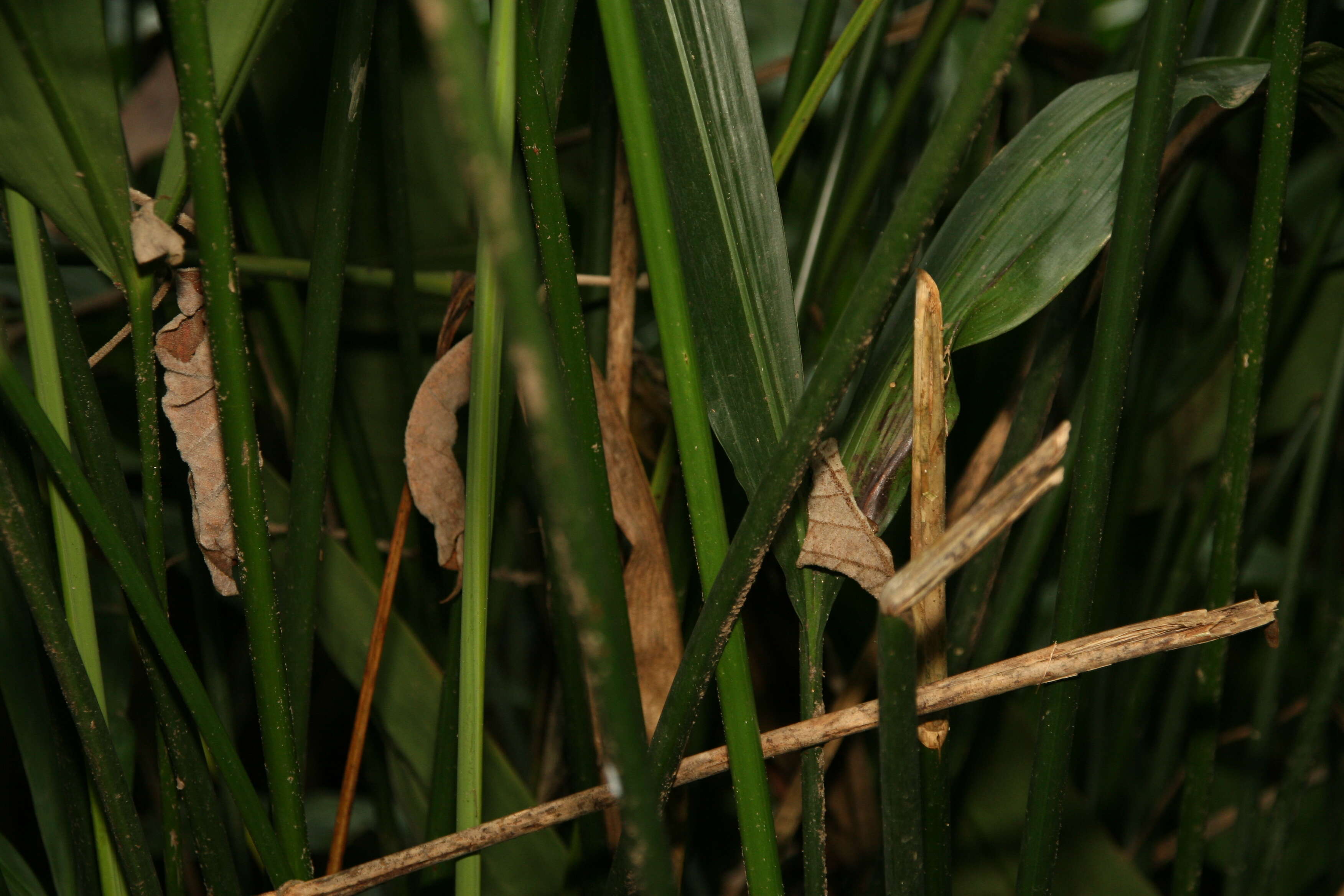 Image of Cyclanthus