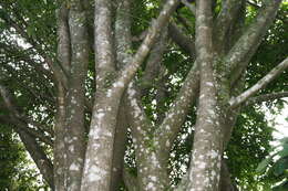 Image of Ficus pertusa L. fil.