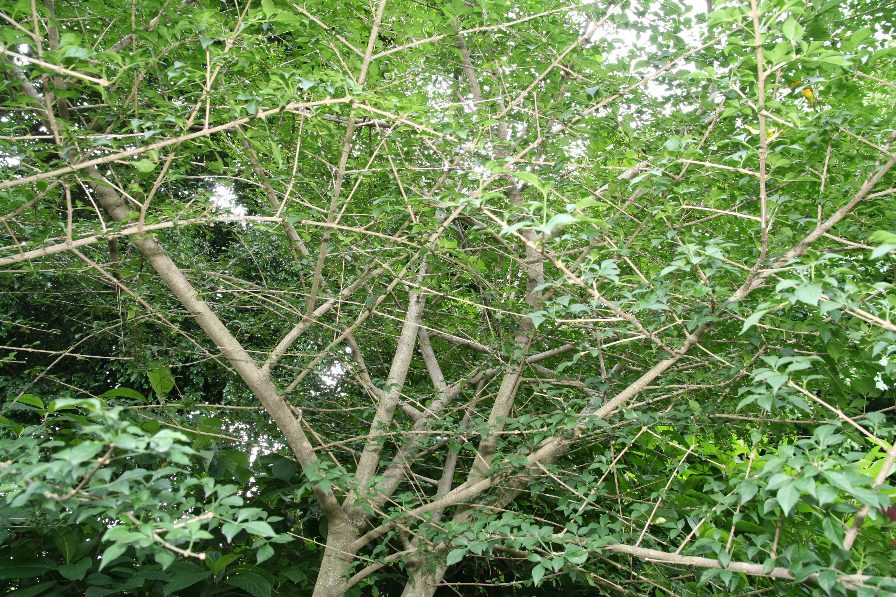 Image of candle tree