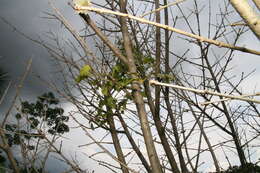 Image of candle tree