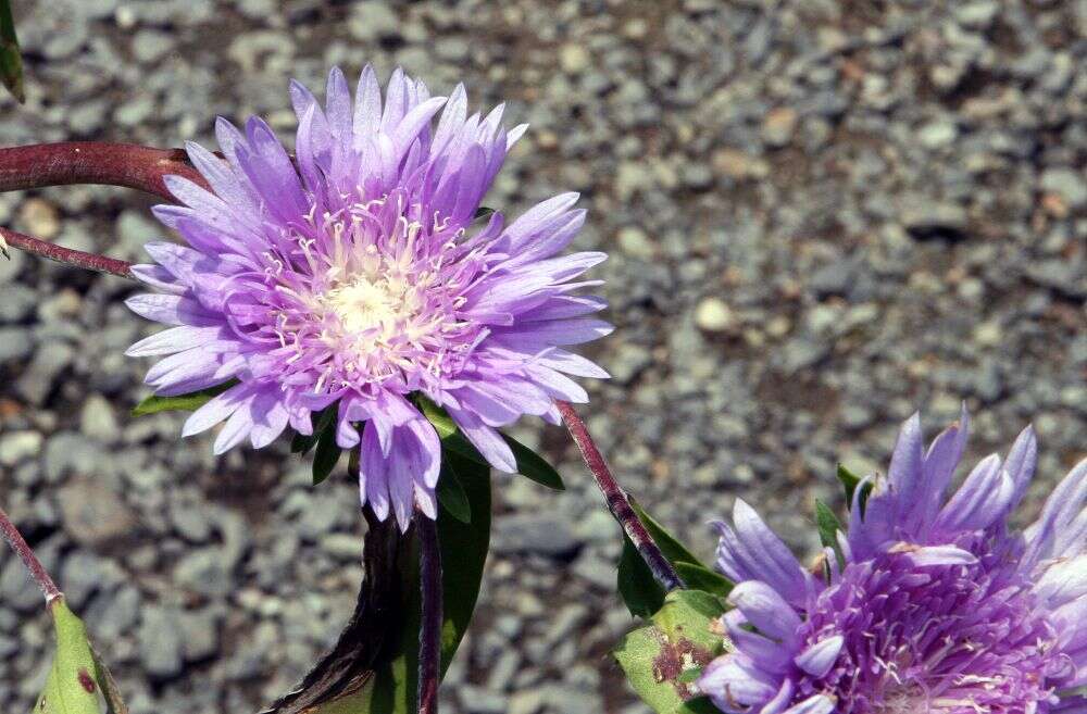 Imagem de Stokesia