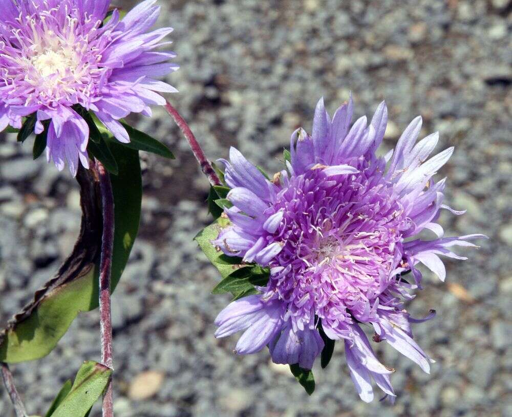 Image of Stokesia