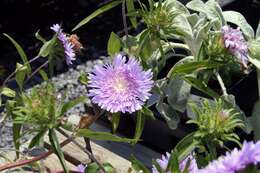 Imagem de Stokesia