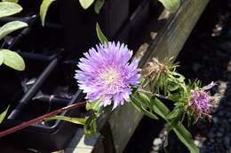 Image of Stokesia