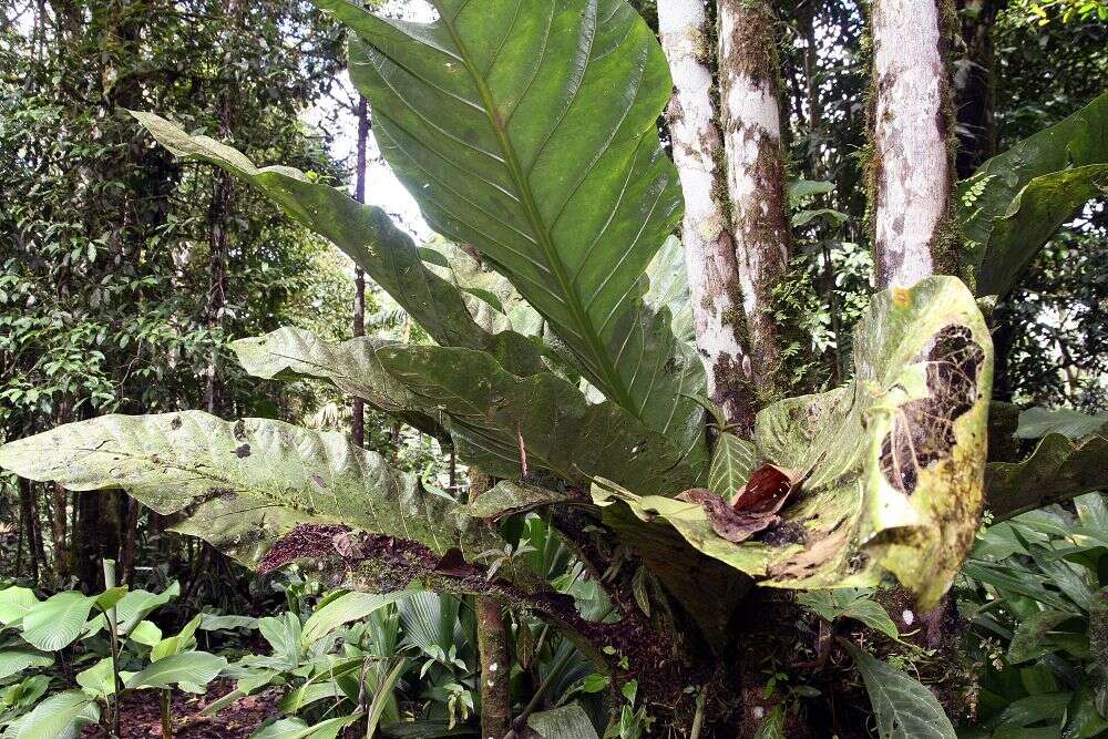 Image of prayerplant