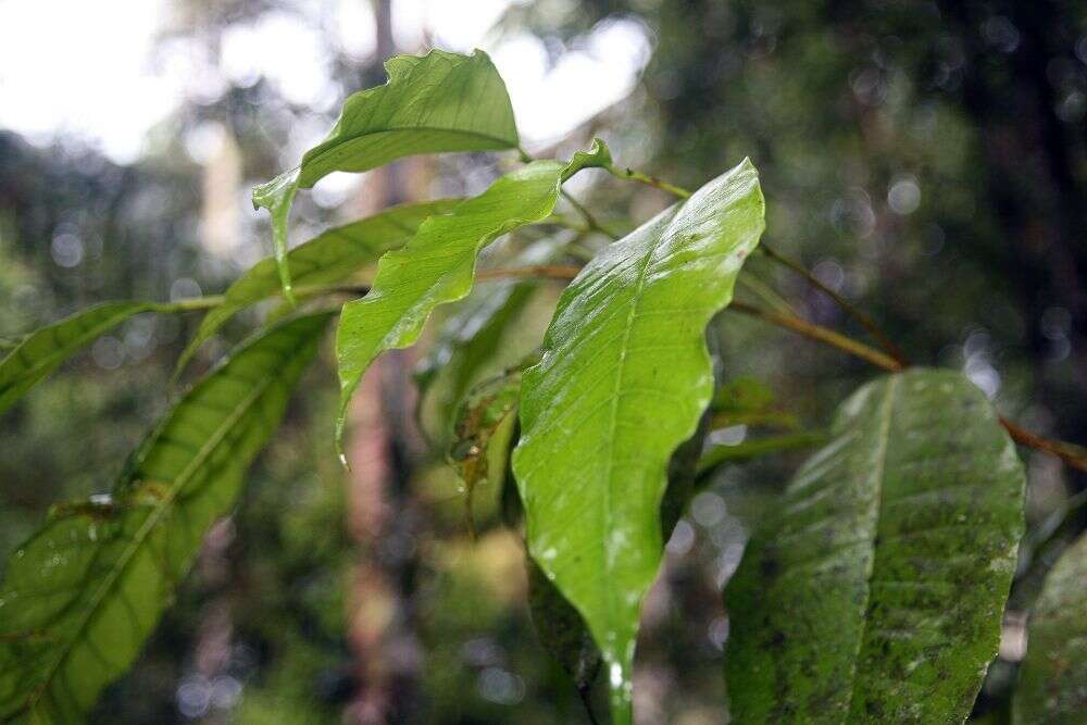 Image of prayerplant