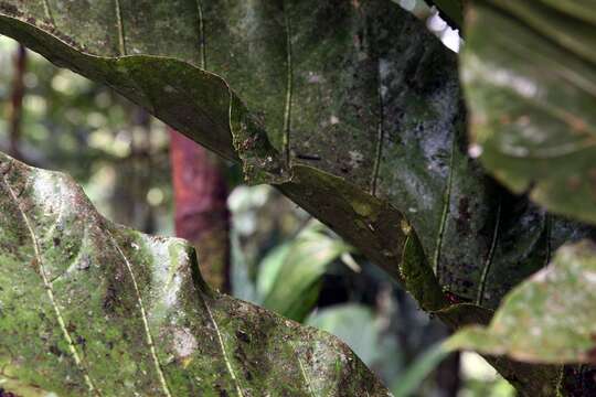 Image of prayerplant