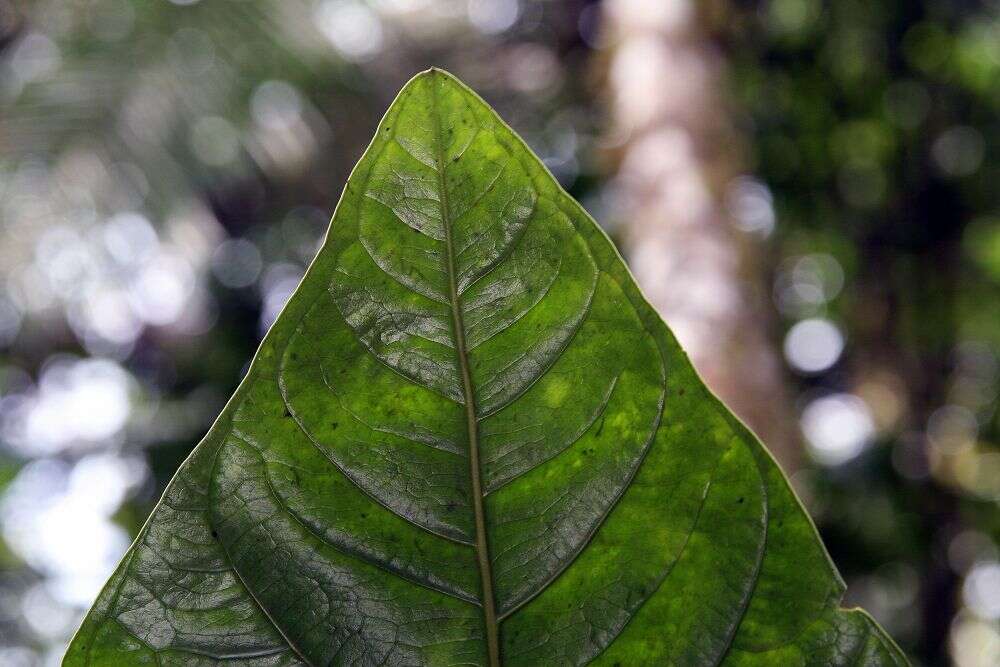 Image of prayerplant