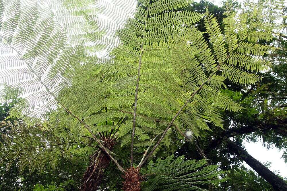 Image de Aphelandra squarrosa Nees