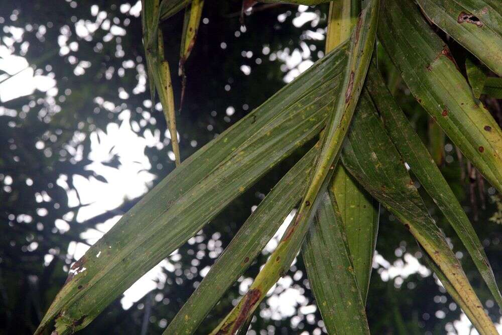 Image of Areca triandra Roxb. ex Buch.-Ham.