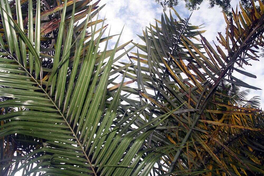 Image of Ouricury palm