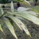Image of Areca palm