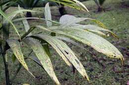 Image of Areca palm