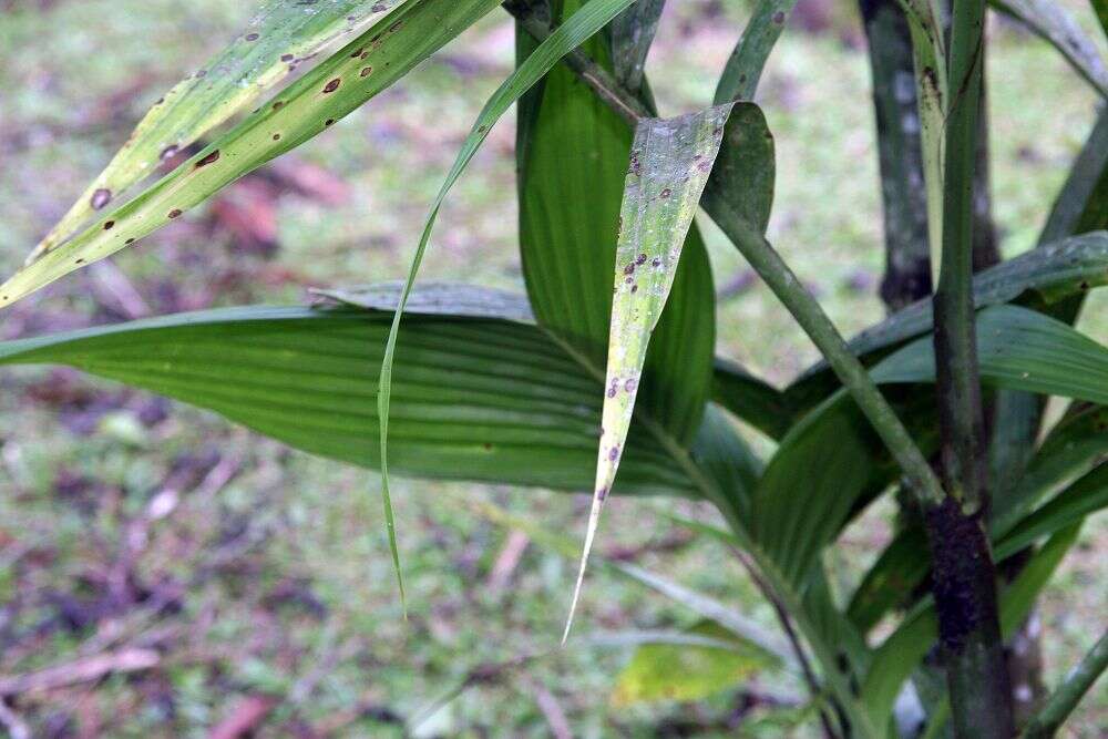 Image of Areca palm